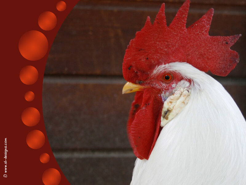 Close-up of a white rooster