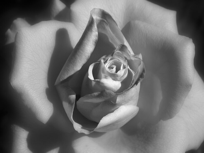 close-up of a white rose