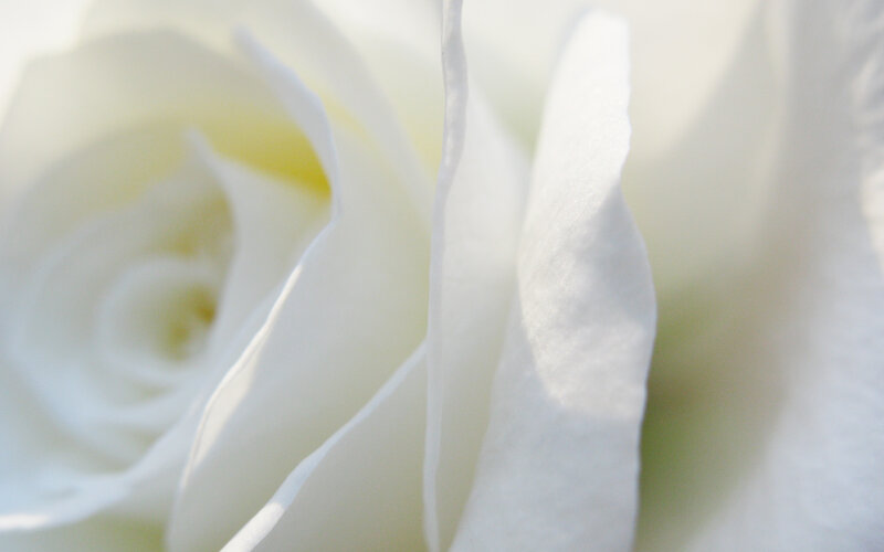 Close-up of a white rose