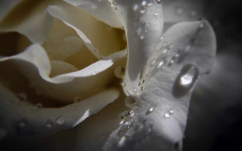 Close-up of a white rose