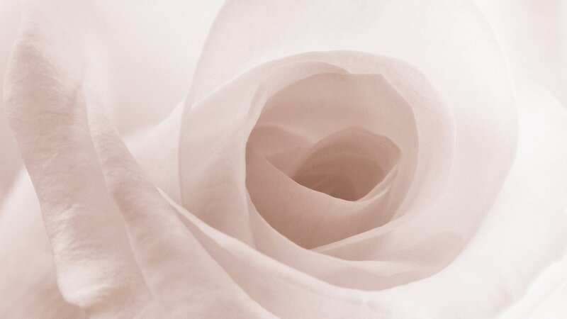 close-up of a white rose