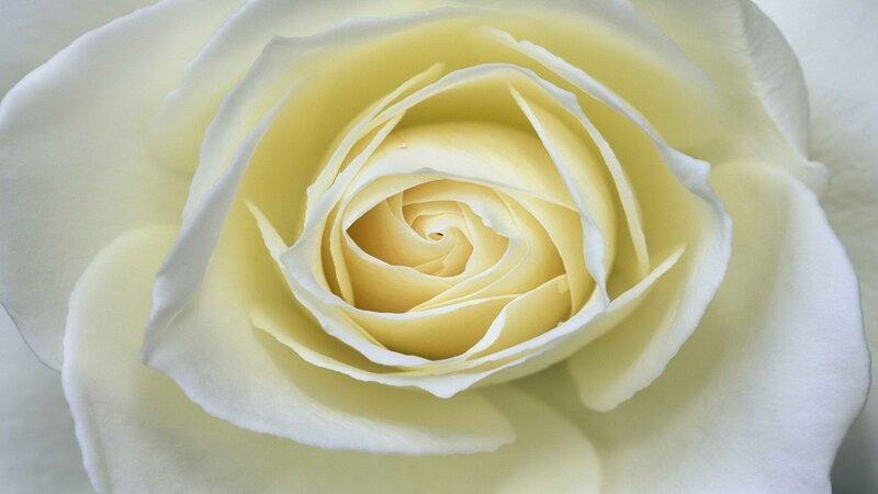 close-up of a white rose