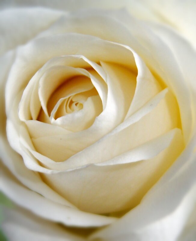 close-up of a white rose