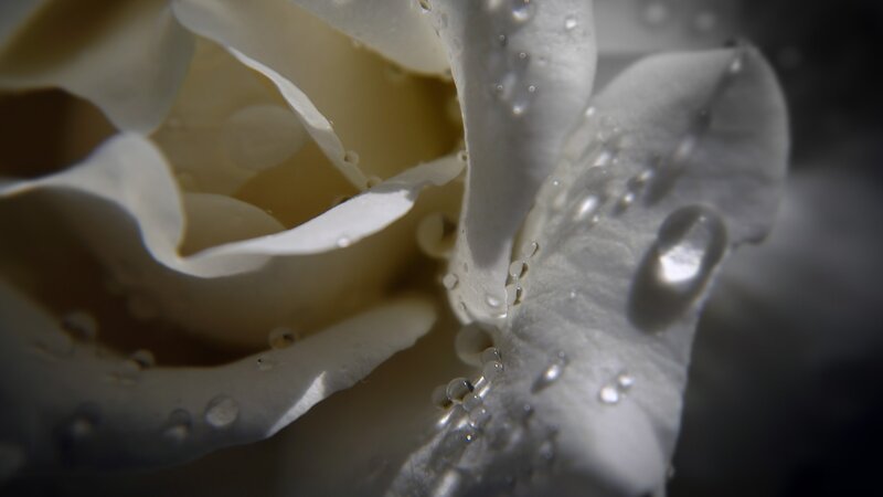 Close-up of a white rose