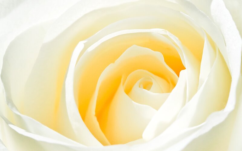 close-up of a white rose