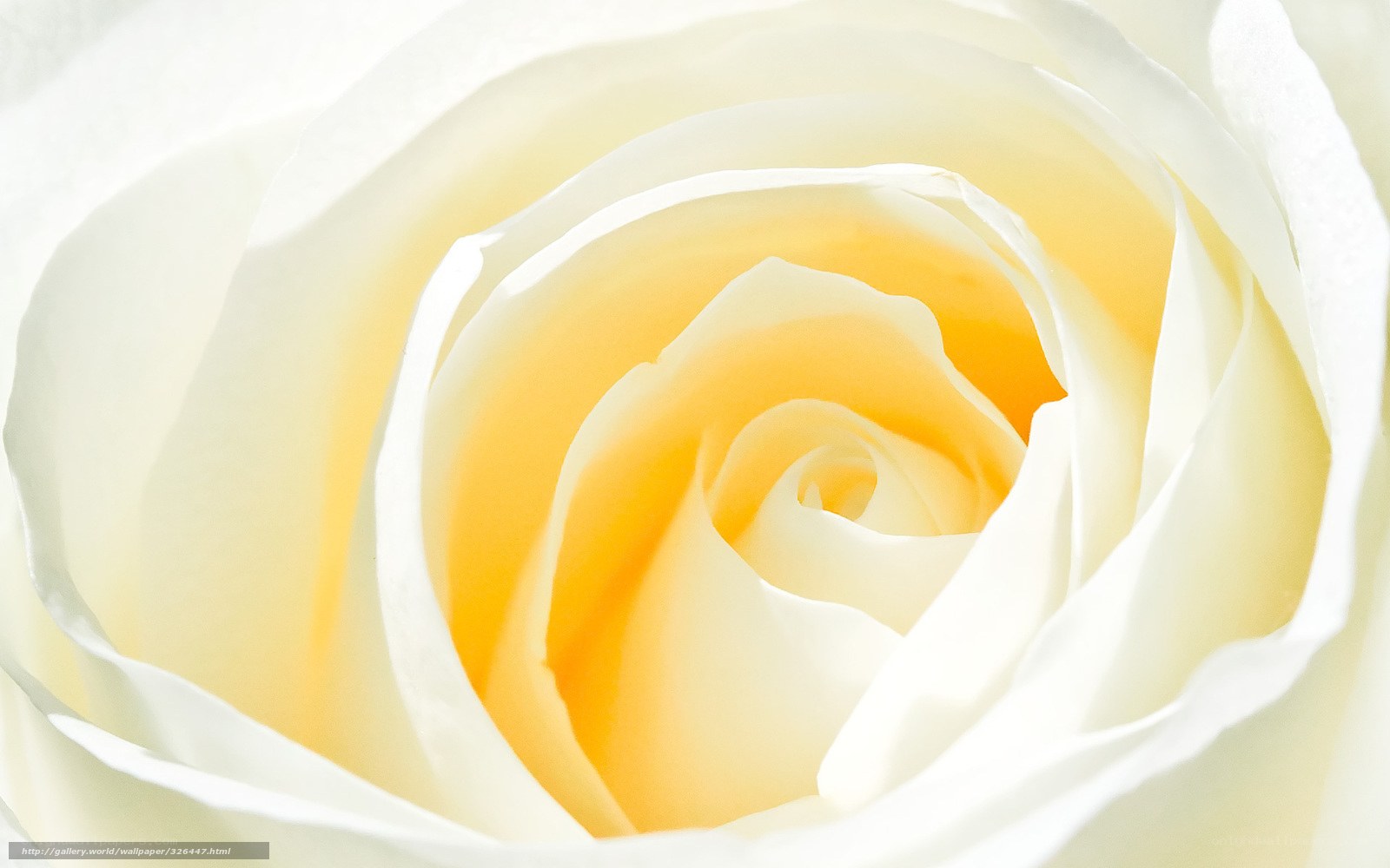 Close-up of a white rose