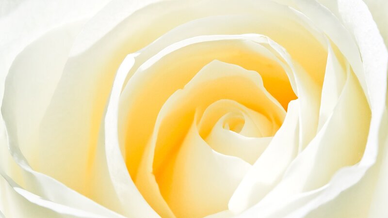 close-up of a white rose