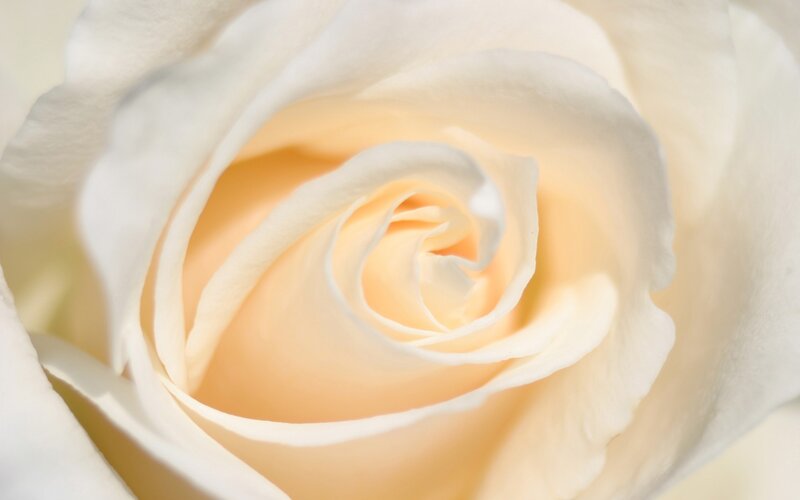 close-up of a white rose