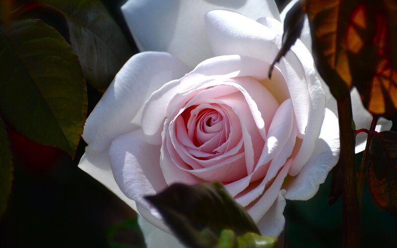 Close-up of a white rose