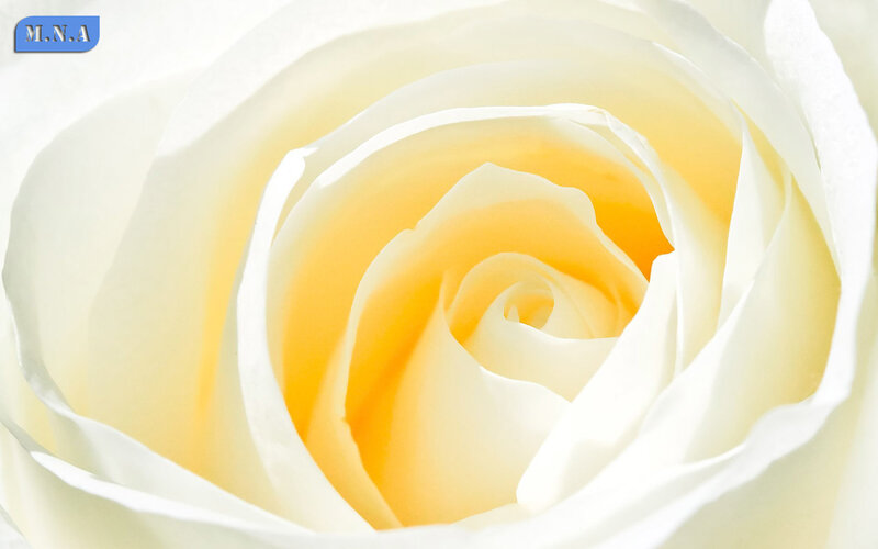 Close-up of a white rose