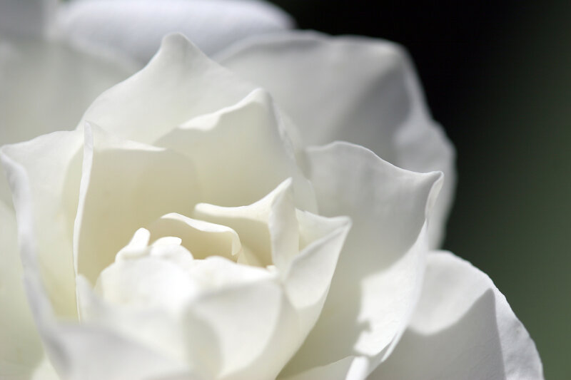 Close-up of a white rose
