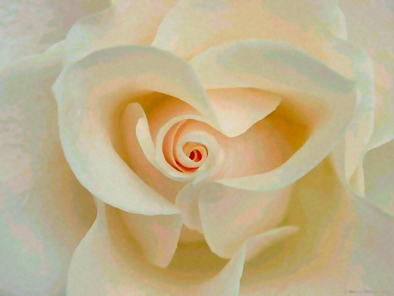 close-up of a white rose