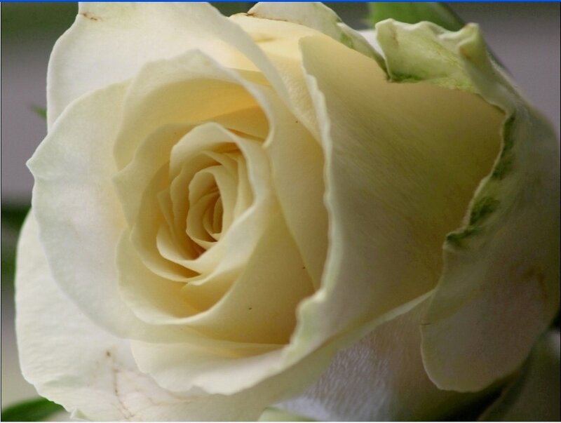 close-up of a white rose