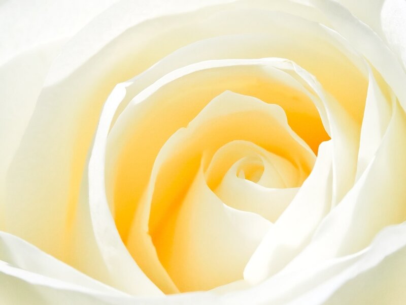 close-up of a white rose