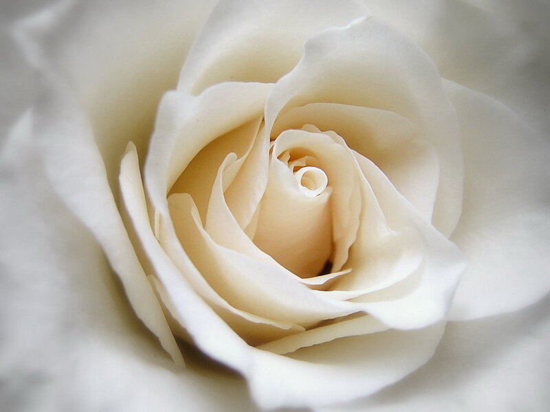 close-up of a white rose
