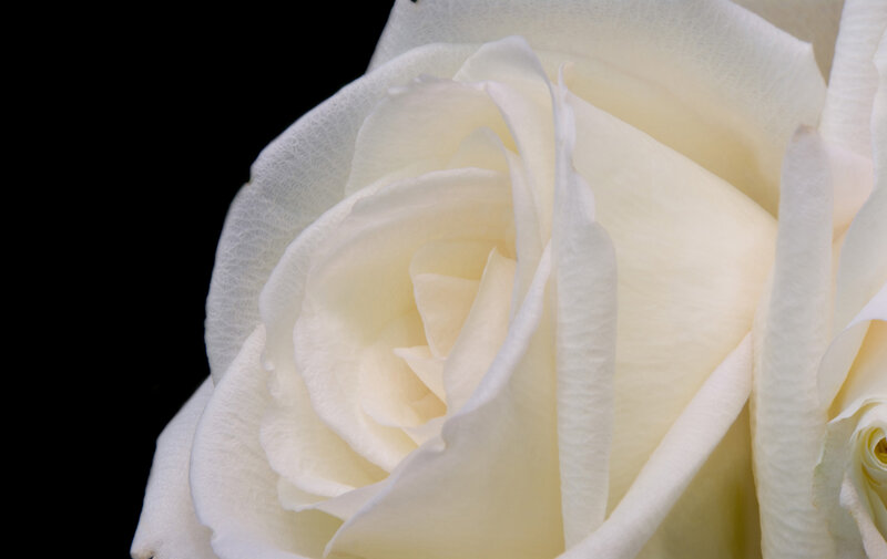 Close-up of a white rose