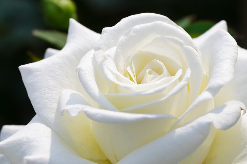 Close-up of a white rose