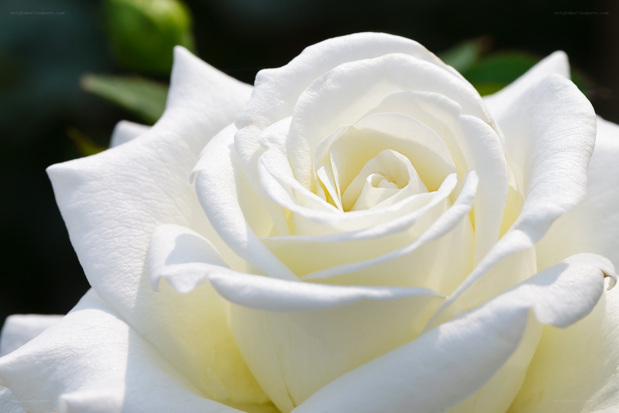 Close-up of a white rose
