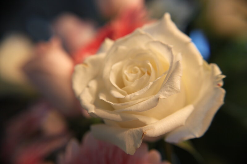 Close-up of a white rose