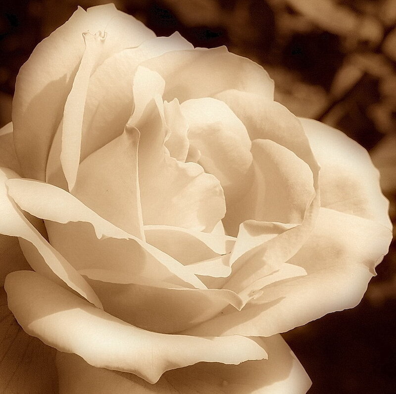 close-up of a white rose