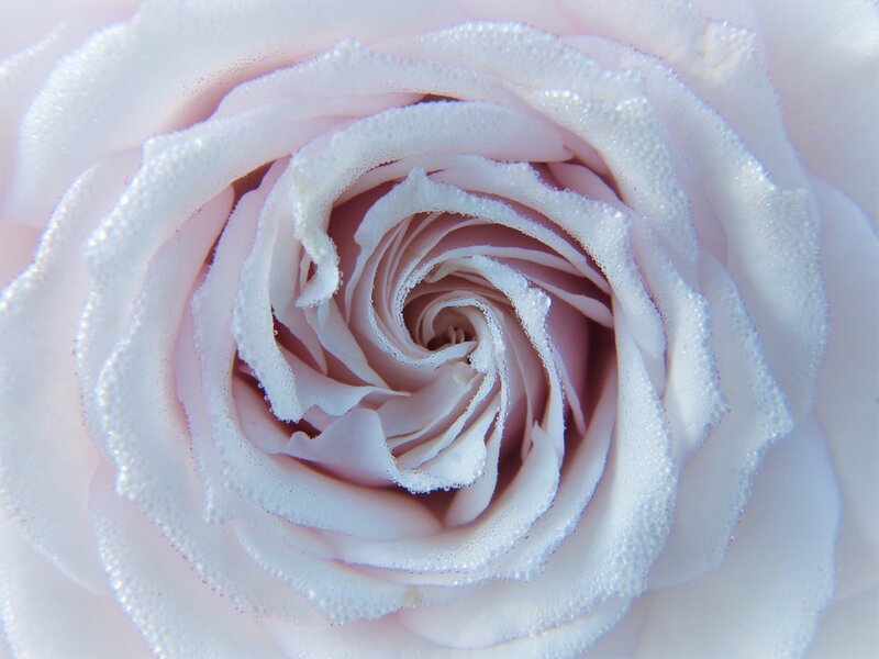 Close-up of a white rose
