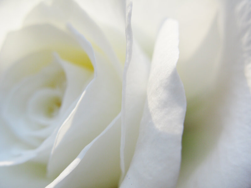 Close-up of a white rose