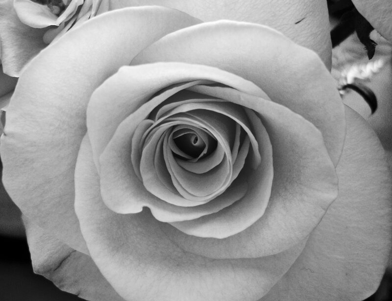 close-up of a white rose