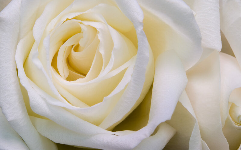 Close-up of a white rose