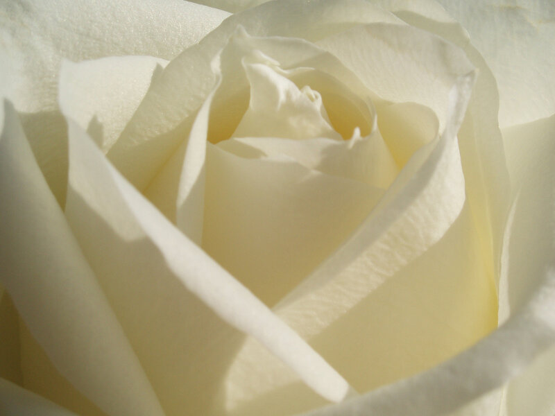 close-up of a white rose