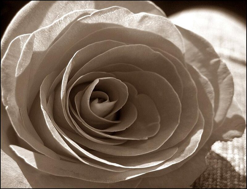 Close-up of a White Rose — Brown