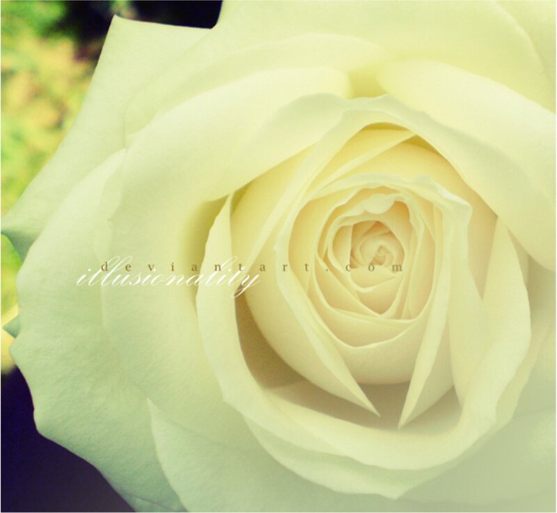 Close-up of a White Rose — Serene, Photograph, Flower