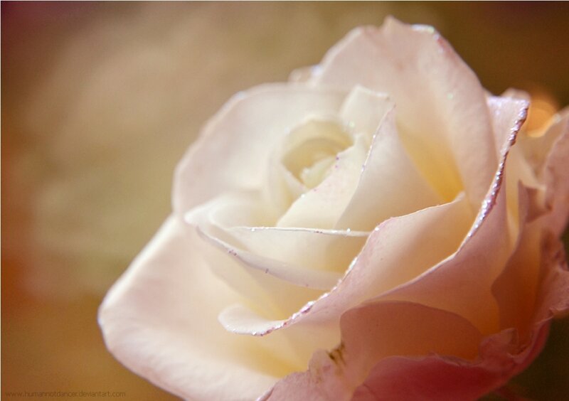 Close-up of a White Rose — Serene, Photograph, Petals, Light