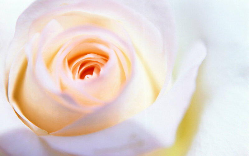 Close-up of a White Rose — Serene, Photograph, Petals