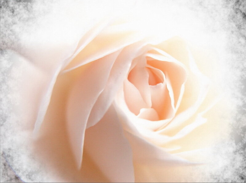 Close-up of a White Rose — Serene