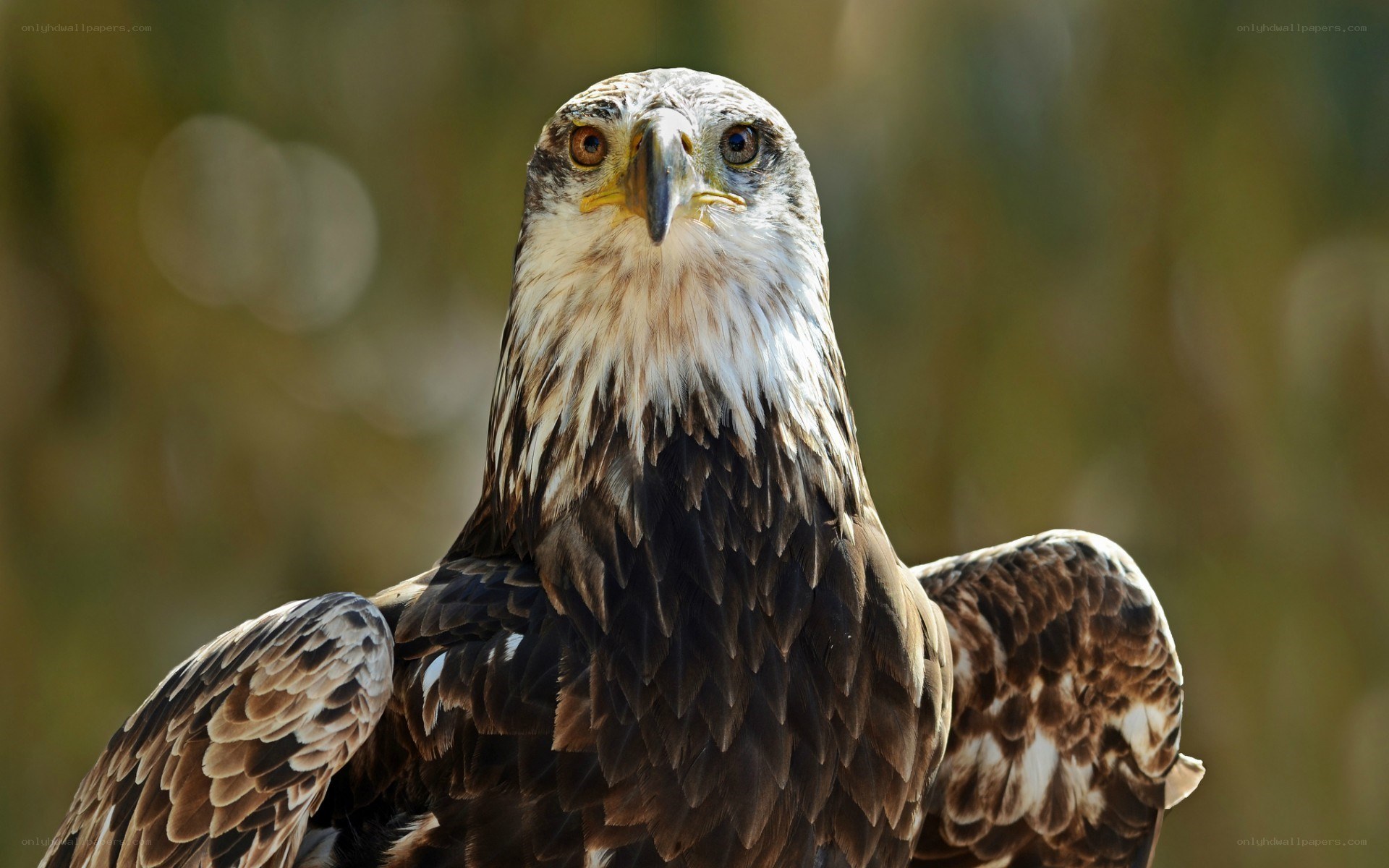 close-up of a white-tailed eagle