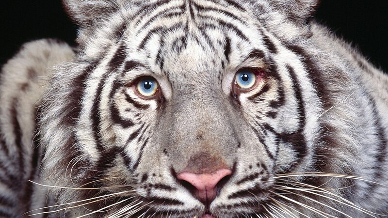 Close-up of a white tiger