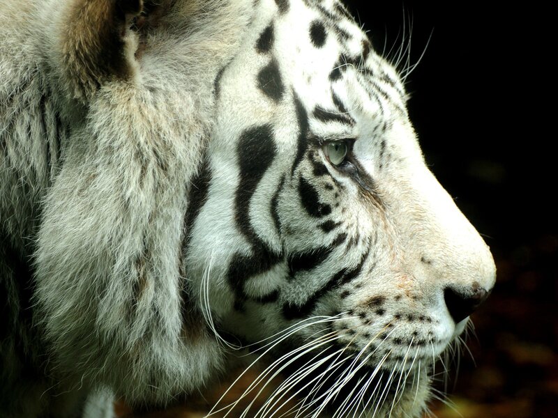 close-up of a white tiger