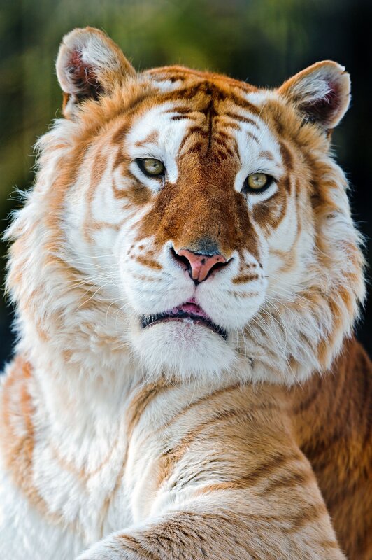 close-up of a white tiger