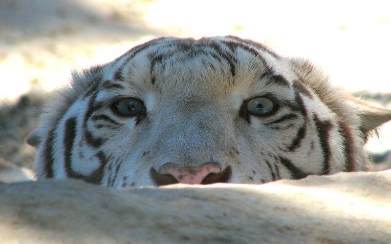 close-up of a white tiger