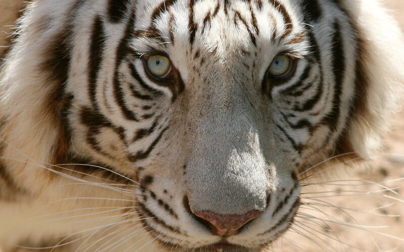 close-up of a white tiger