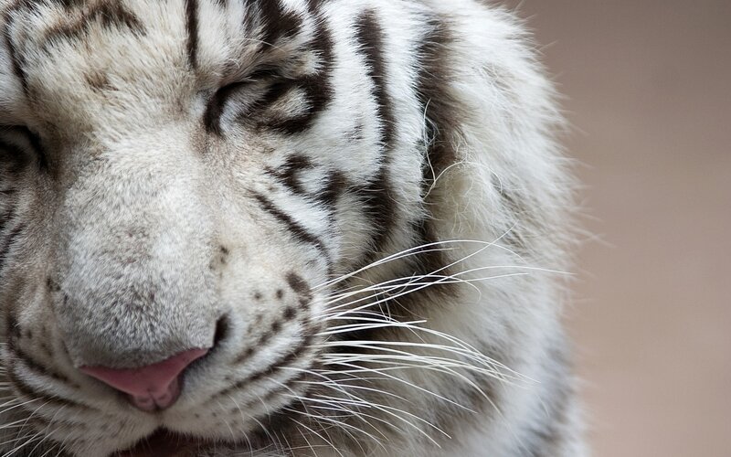 close-up of a white tiger
