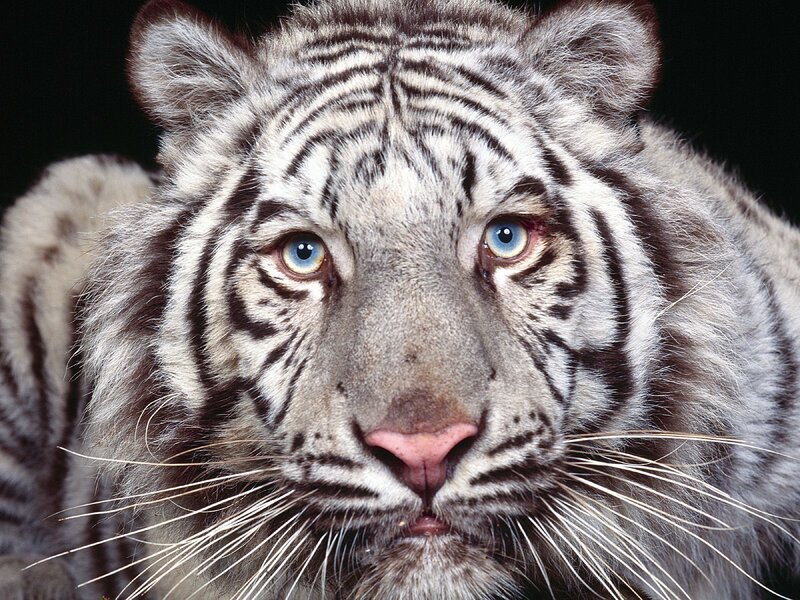close-up of a white tiger