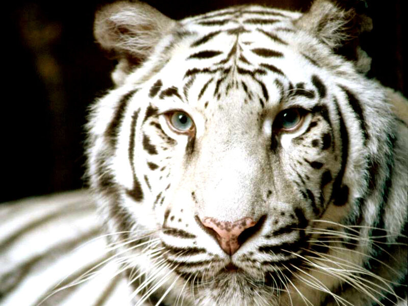 Close-up of a white tiger