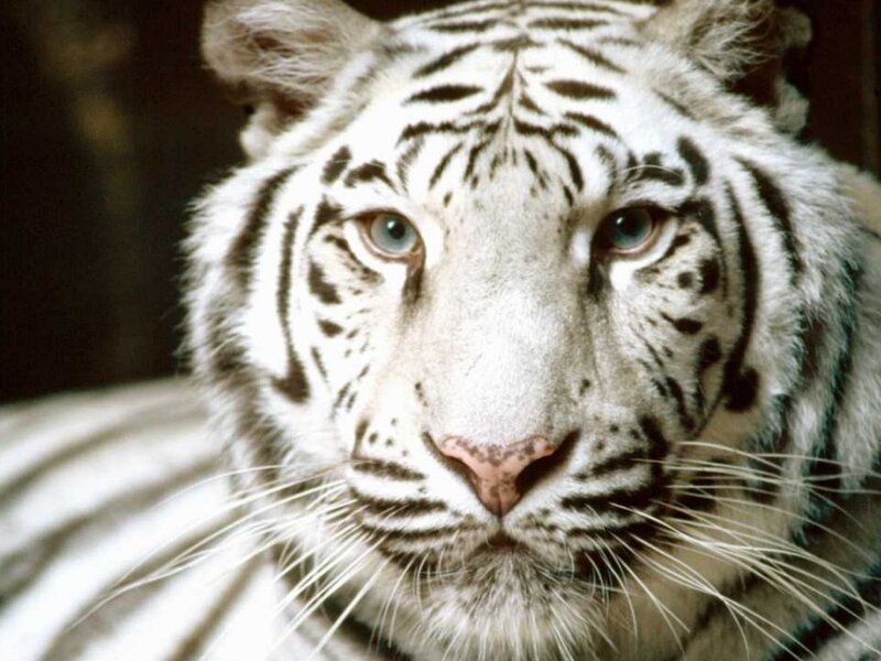 close-up of a white tiger