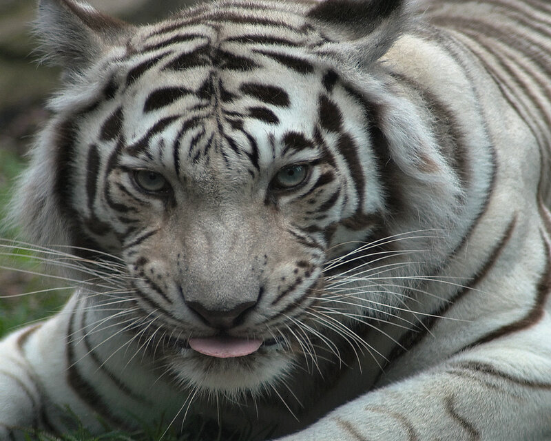 close-up of a white tiger