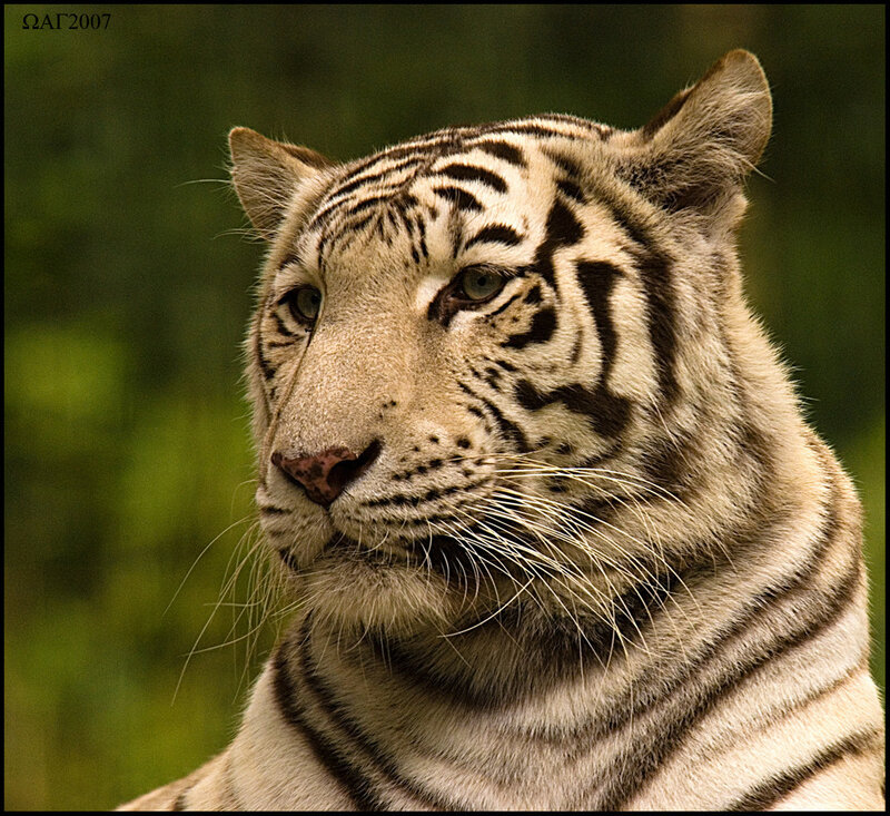 Close-up of a white tiger