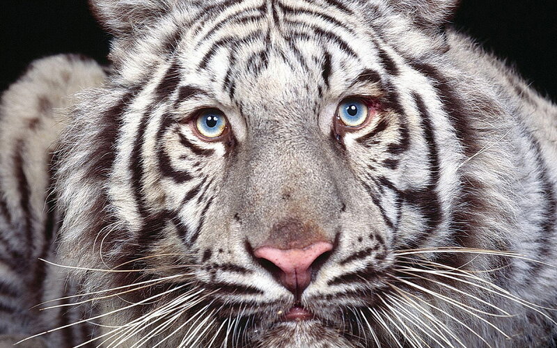 close-up of a white tiger