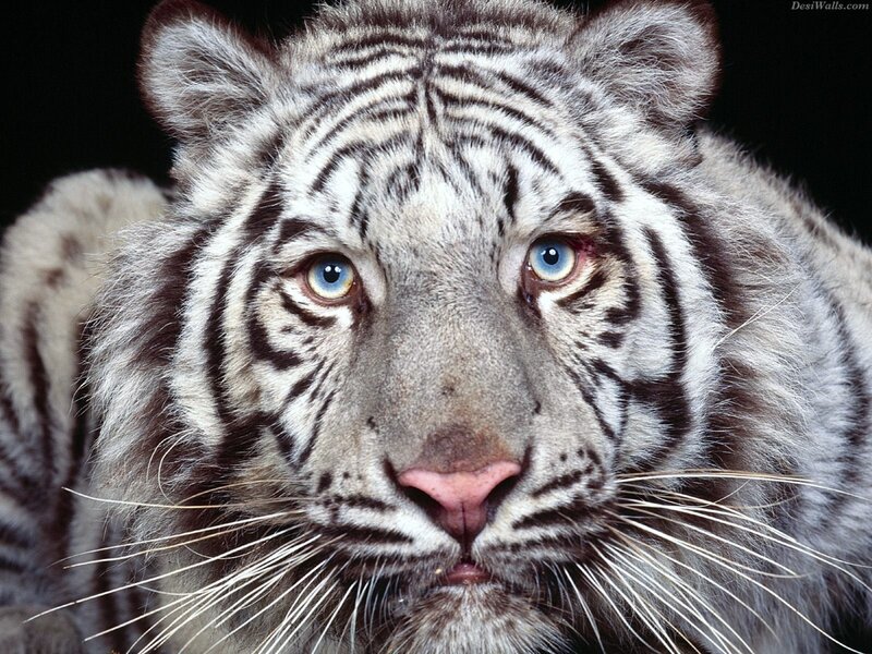 Close-up of a white tiger