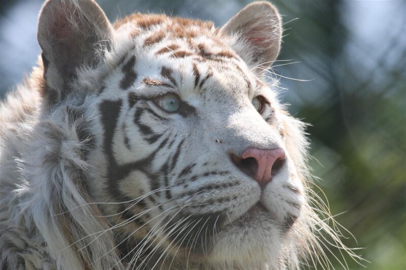 close-up of a white tiger