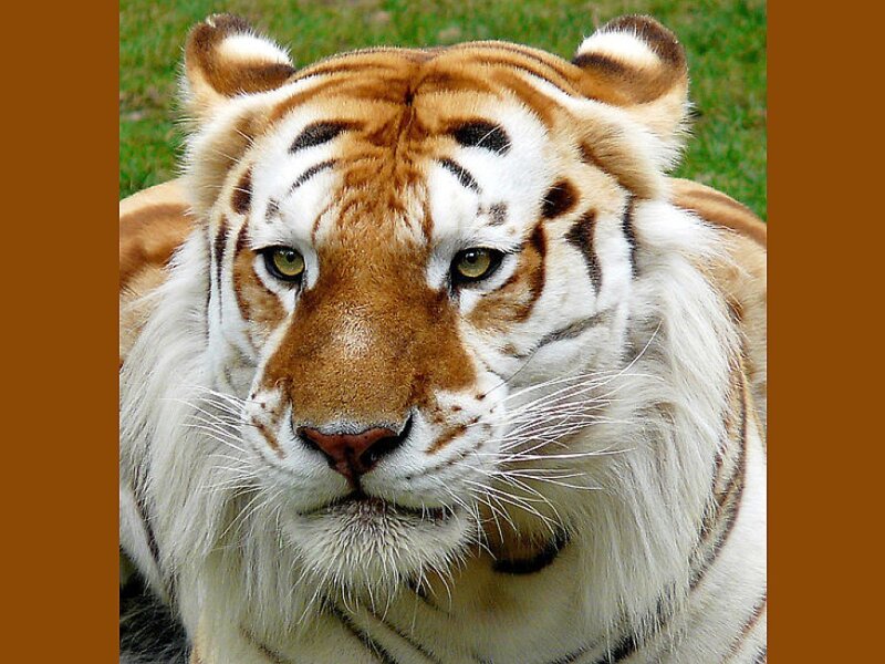 close-up of a white tiger